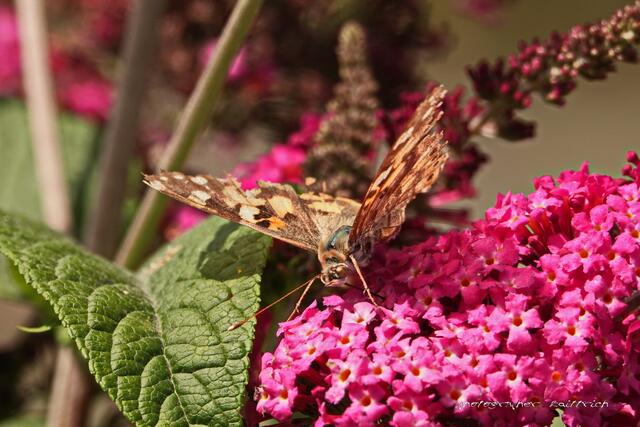 Ich glaube Schmetterlingsbaum, auch Sommerflieder genannt......