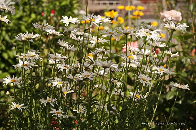 ...die Gartenmargerite