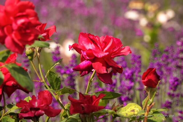 Rot, rot, rot sind die Rosen....