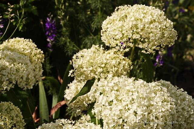 ...schaut aus wie Viburnum opulus 'Roseum', Echter Schneeball....