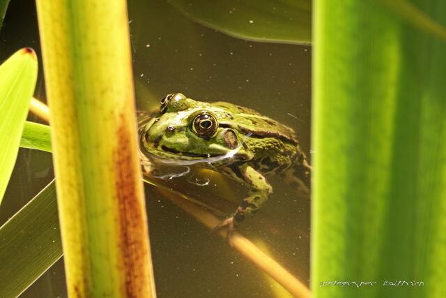 Gäste im Gartenteich...