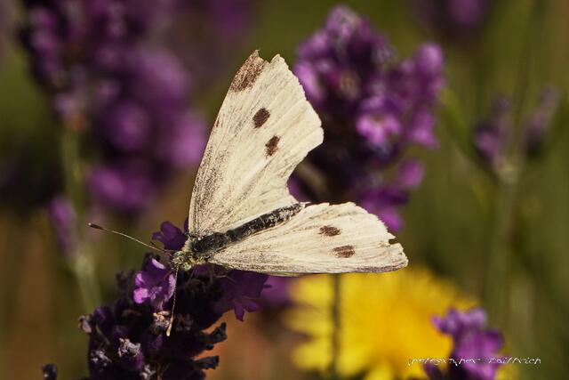 ....sie lieben den Sommerflieder