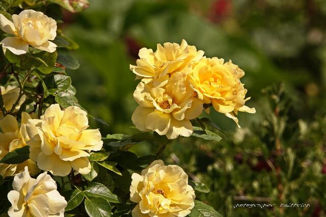 Yellow Roses....