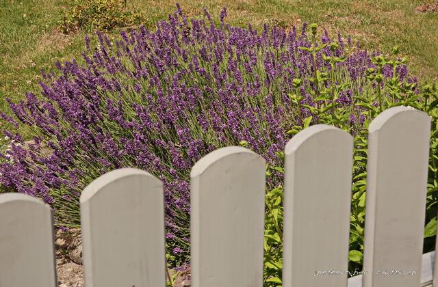 ...sehr Bienen freundlich: Lavendel