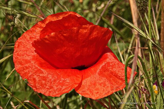 Der Hingucker: Gartenmohn!