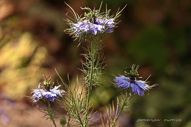 Die Jungfer im Grünen....