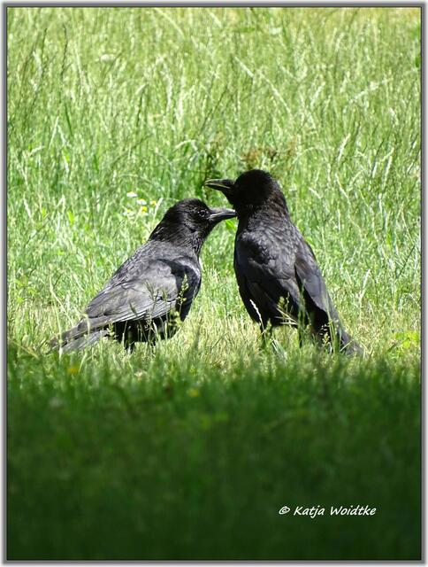 Rabenkrähen (Corvus corone) im Eichenpark Langenhagen (Foto: Katja Woidtke)