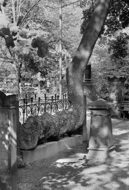Der Spitzahorn auf dem Gratenfriedhof.