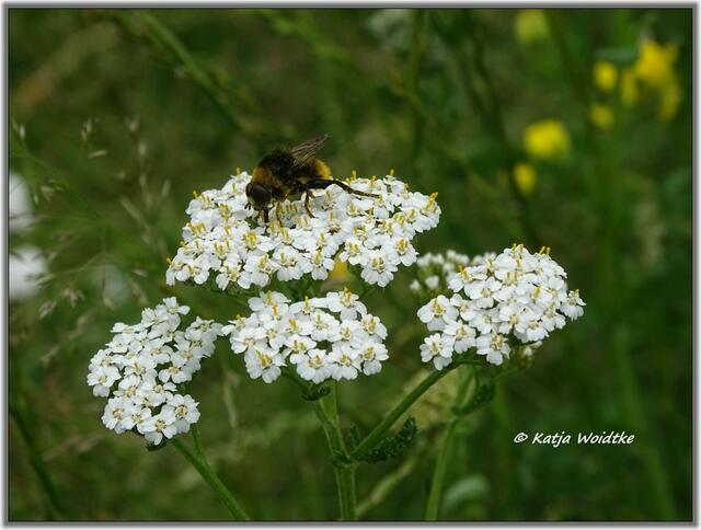 Insekten tummeln sich auf den Wiesenblumen im Eichenpark (Foto: Katja Woidtke)
