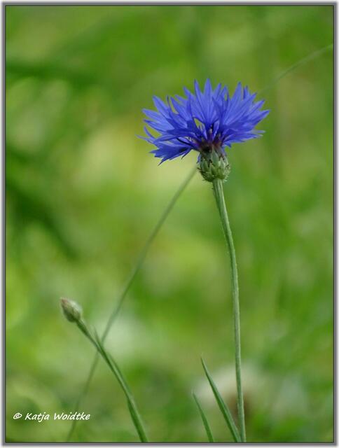 Kornblume (Centaurea cyanus) im Eichenpark Langenhagen (Foto: Katja Woidtke)