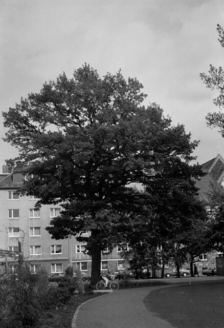 Eiche an der Dragonerstraße