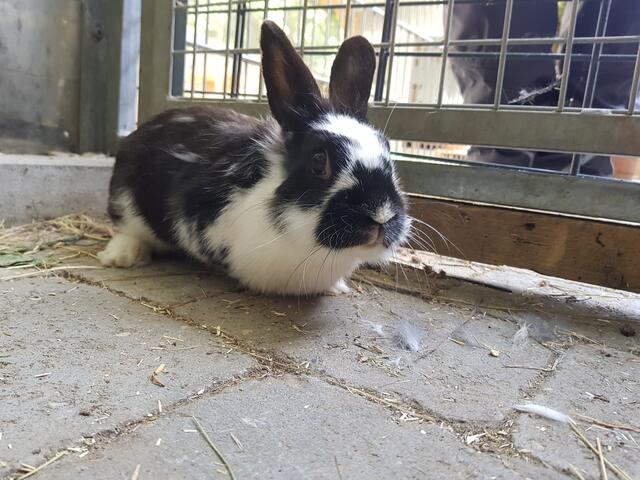 April (Pflegestelle)