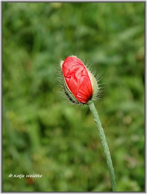 Klatsch-Mohn (Papaver rhoeas) im Eichenpark Langenhagen (Foto: Katja Woidtke)