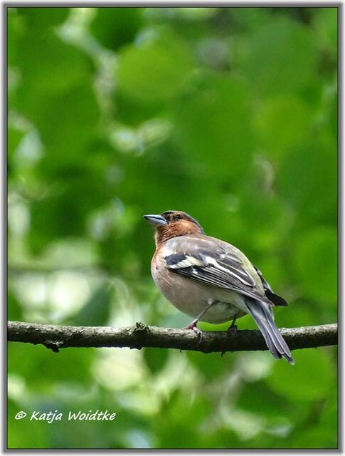 Buchfink (Fringilla coelebs) im Eichenpark Langenhagen (Foto: Katja Woidtke)