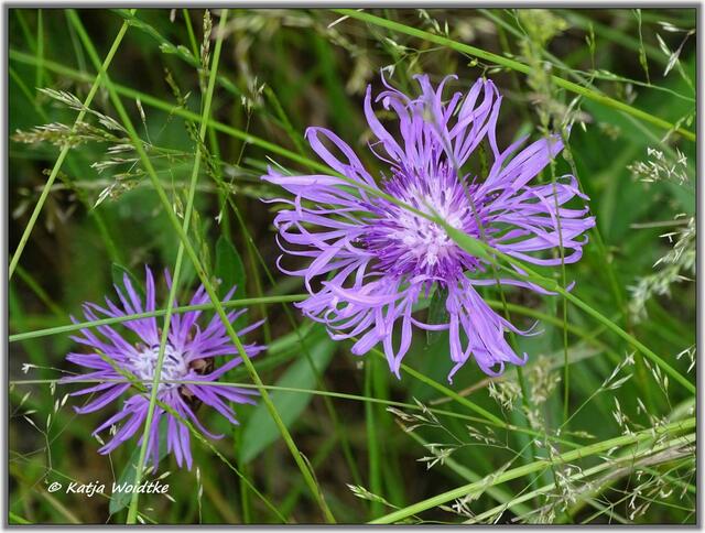 Kornblume (Centaurea cyanus) im Eichenpark Langenhagen (Foto: Katja Woidtke)
