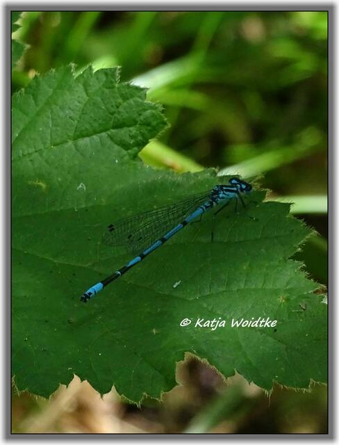 Hufeisen-Azurjungfer (Coenagrion puella) im Eichenpark Langenhagen (Foto: Katja Woidtke)