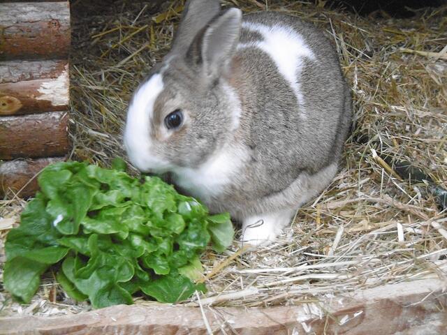 Harry (Pflegestelle)