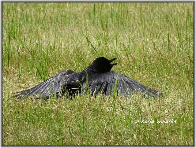 Im Gegensatz zu Säugetieren können Vögel nicht schwitzen. Wird ihnen zu heiß, hecheln sie durch den Schnabel Luft ein. Diese Rabenkrähe (Corvus corone) im Eichenpark Langenhagen nimmt mit weit ausgestreckten Flügeln ein Sonnenbad und hechelt dabei, um sich abzukühlen. Mit dem Sonnenbad hält sie ihr Gefieder geschmeidig und bekämpt Parasiten, die auf den Federn sitzen. (Foto: Katja Woidtke)