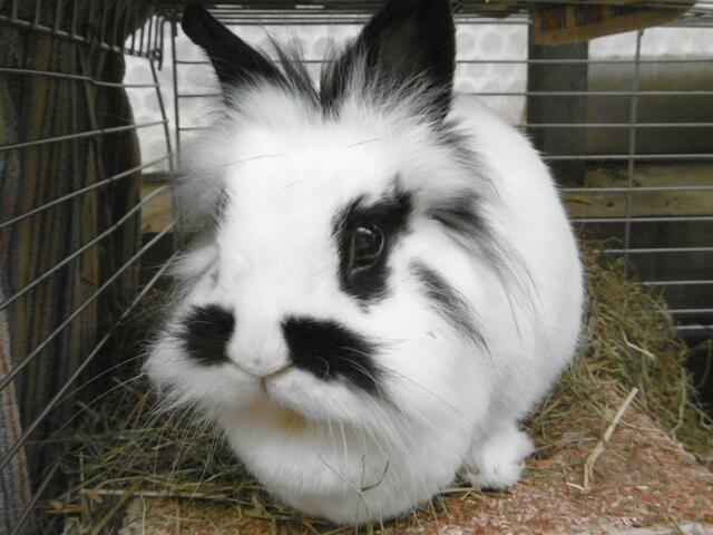 Milla (Pflegestelle)