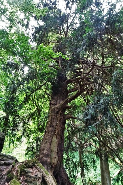 Humboldt - Eibe zwischen Felsen