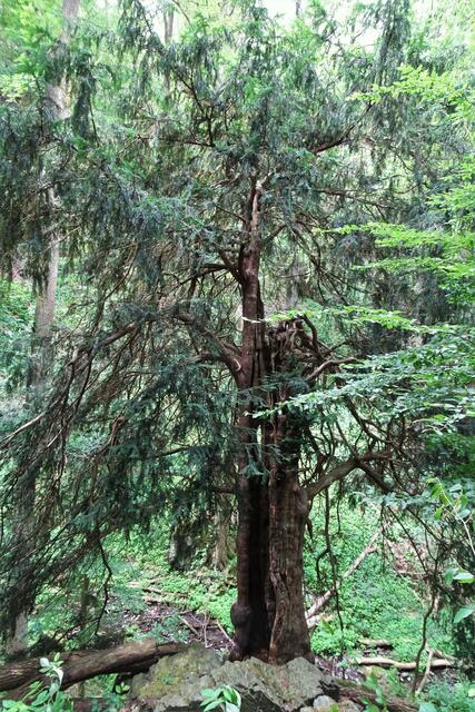 Humboldt - Eibe von der Seite, deutlich ist der ausgehöhlte Stamm und die abgebrochene Krone sichtbar
