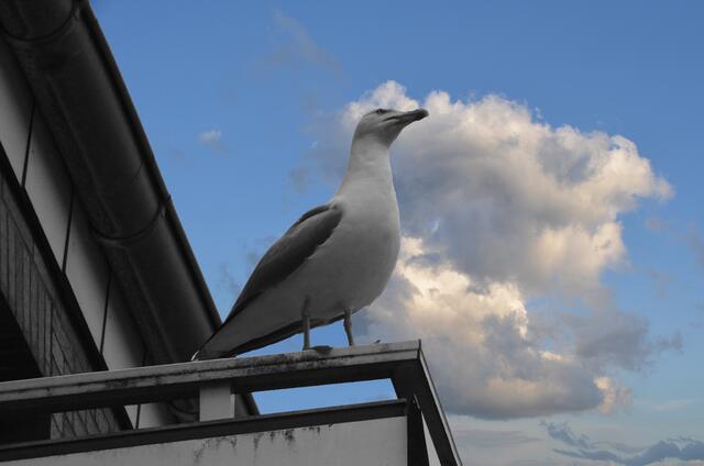 Der versprochene blaue Himmel