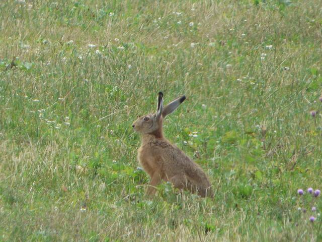 Ach, guck mal!