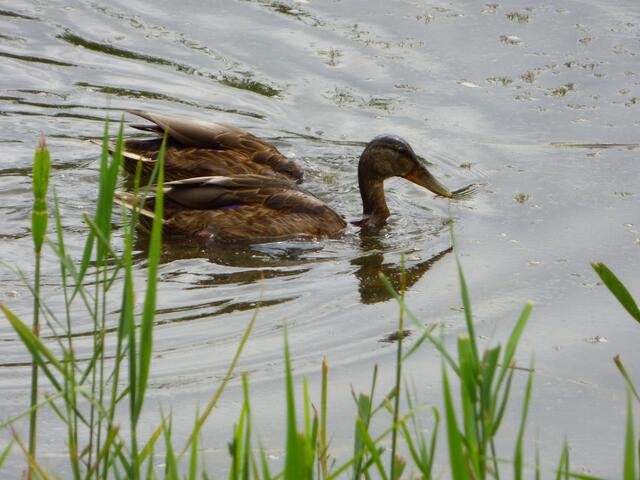 Stockente?