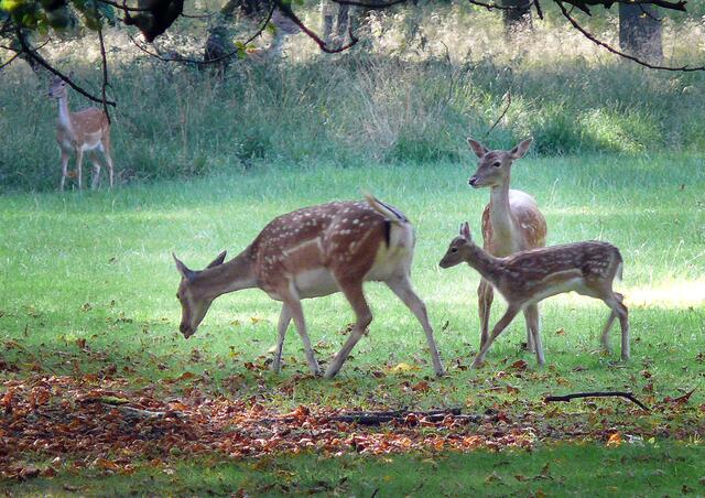 Im Tiergarten Hanover