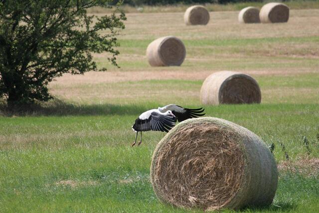 Vor dem Rückflug geht´s erst einmal auf den Strohballen