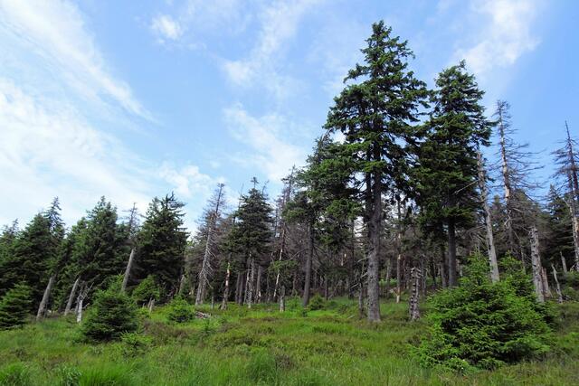 auch hier, kurz vor dem brockengipfel ist das Waldsterben (Fichten) nicht zu übersehen. Es soll ein natürlich gewachsener Wald entstehen