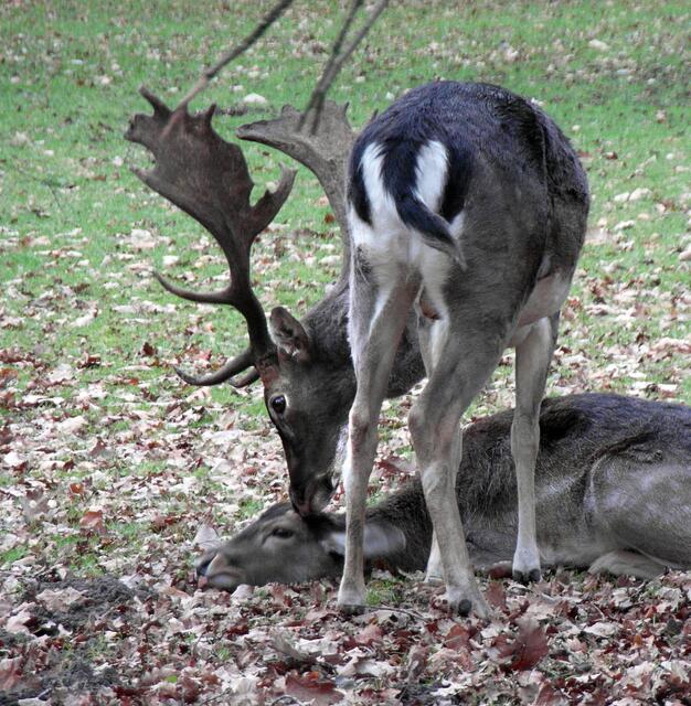 Im Tiergarten Hannover