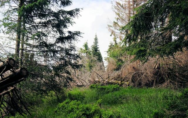 es fällt mir schon schwer das Sterben des Waldes im Nationalpark Harz mitzuerleben