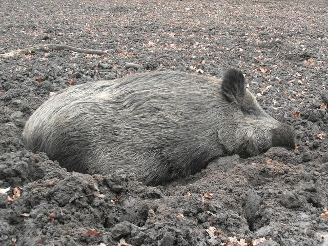 Wildschwein im Tiergarten