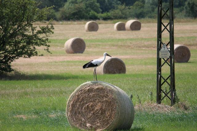 ... auf dem Strohballen
