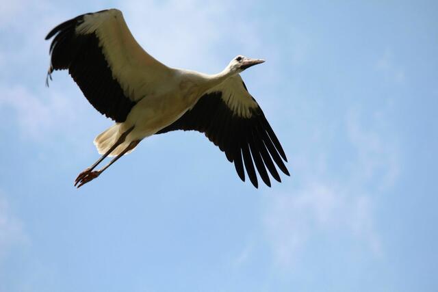 Überflug