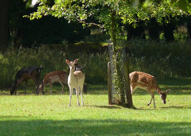 Im Tiergarten Hannover