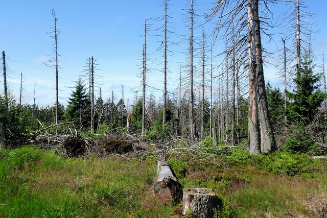 dies war noch vor einigen Jahrzehnten ein stolzer Fichtenwald gewesen