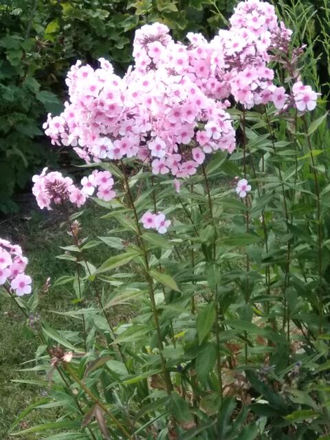 Phlox?? Keine Ahnung, wie man das schreibt.