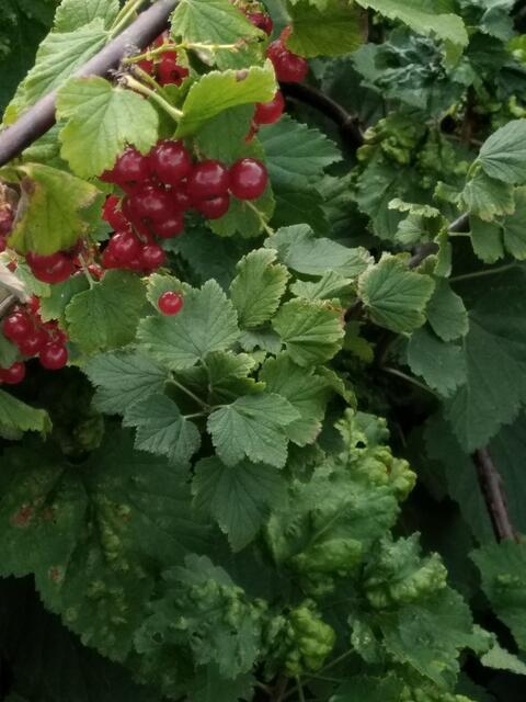 Aber das ist klar: Johannisbeeren. Die Meisten sind schon Marmelade.