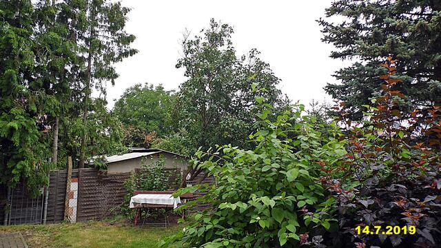 27  14.7.2019 - Sonntagsbilder - Fliederbaum (28) ! Temp: 7:14 / 14,1°C plus und 11:45 plus 17,9°C / Es werden Höchsttemperaturen von 20° (gefühlt: 21°) und schwacher Wind (15 km/h) aus Nordnordwest mit frischen Böen (31 km/h) erwartet. Es kommt zu Niederschlagsmengen von 4 - 8 l/m², die Niederschlagswahrscheinlichkeit beträgt 78%, die Sonne scheint 3,5 Stunden.