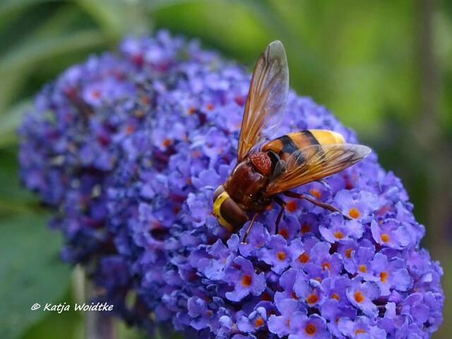Schwebfliege im Stadtpark Hannover (Foto: Katja Woidtke)