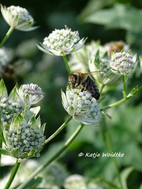 Honigbiene auf Großer Sterndolde (Astrantia major) im Stadtpark Hannover (Foto: Katja Woidtke)