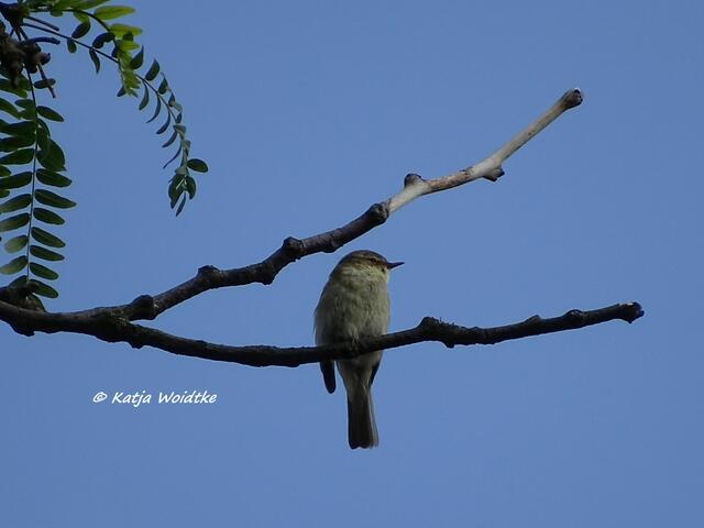 Abendständchen eines Zilp Zalps (Phylloscopus collybita) im Stadtpark Hannover (Foto: Katja Woidtke)