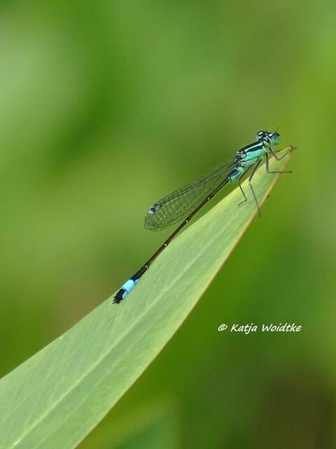 Große Pechlibelle (Ischnura elegans) im Stadtpark Hannover (Foto: Katja Woidtke)