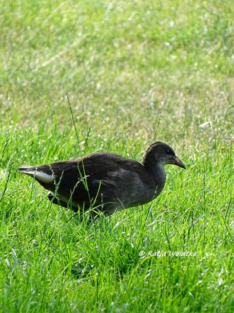 Junges Teichhuhn (Gallinula chloropus) auf Futtersuche im Stadtpark Hannover (Foto: Katja Woidtke)