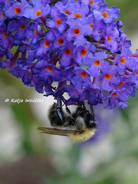 Die Blüten des Sommerflieders (Buddleja) sind auch am Abend noch gut besucht (Foto: Katja Woidtke)