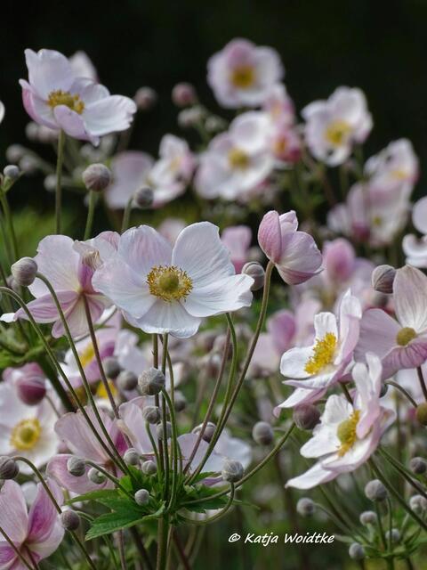 Herbst-Anemone (Anemone hupehensis) im Stadtpark Hannover (Foto: Katja Woidtke)