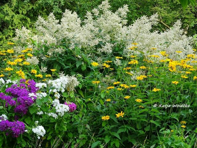 Bunte Blütenpracht in den Staudenbeeten des Stadtparks Hannover (Foto: Katja Woidtke)