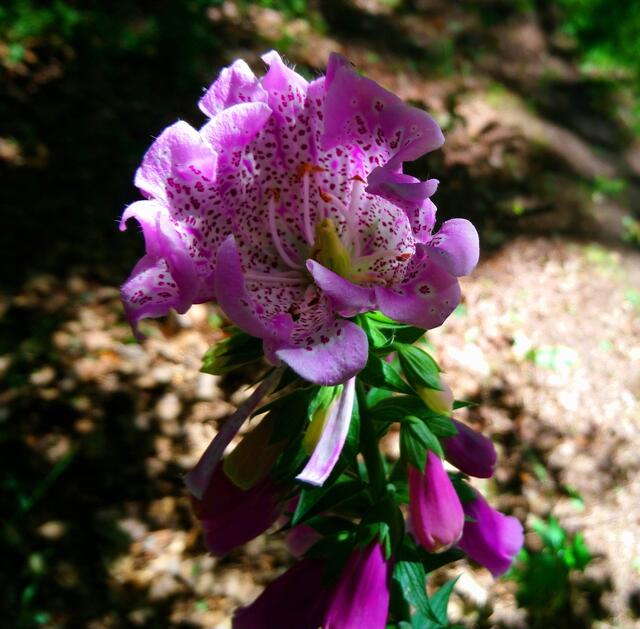 In die Fingerhutblüte geschaut (Nordpfad Visselhövede)